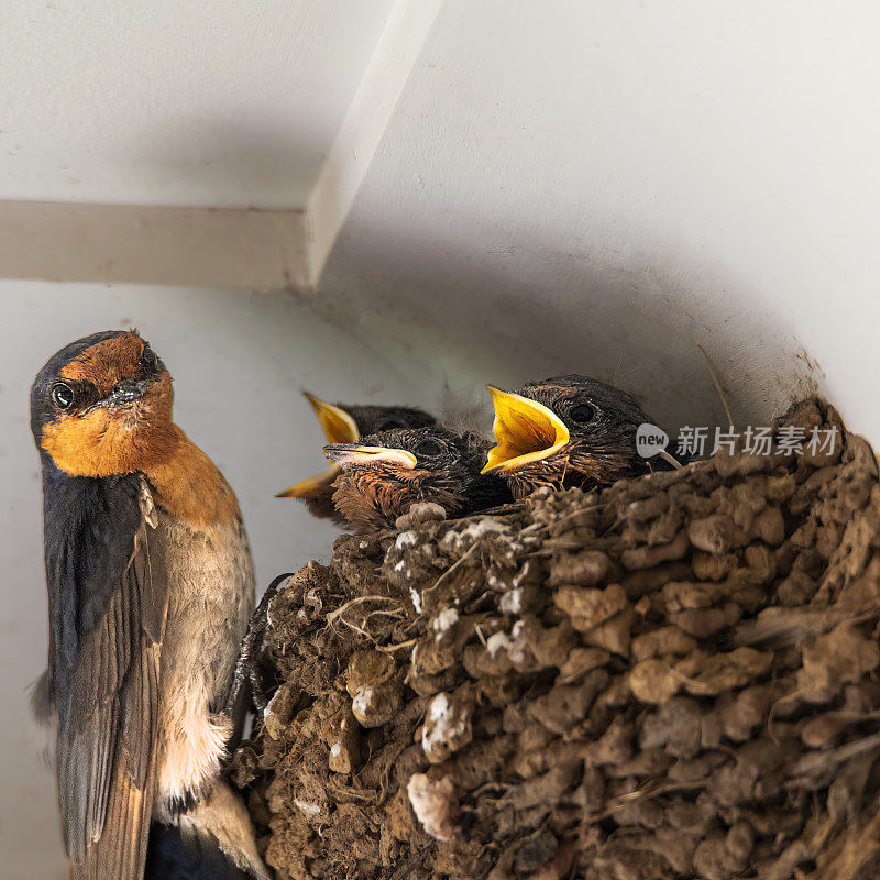 迎新燕子(Hirundo neoxena)